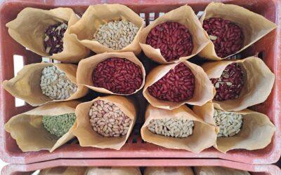 Evaluation de variétés de haricots secs