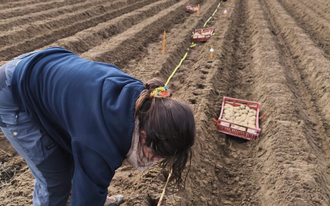 Essais variétaux pommes de terre 2026