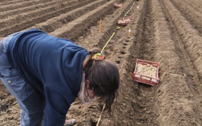 Essais variétaux pommes de terre 2026