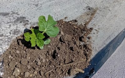 Plantation melons et pastèques 2026