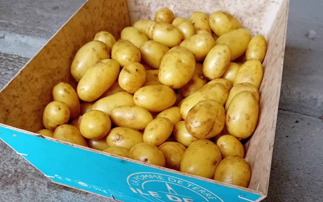 Récoltes des pommes de terre primeurs
