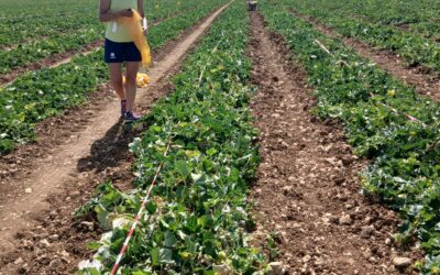 Melons : en avant les récoltes !