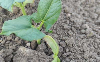 Haricots secs : premières levées de l&rsquo;essai variétal 2026