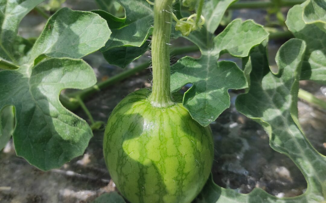 Melons et pastèques : un début de saison prometteur !