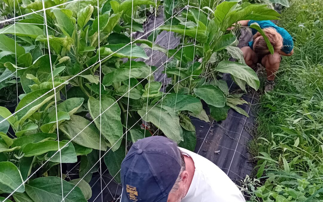 Quand les punaises s&rsquo;invitent dans les aubergines…